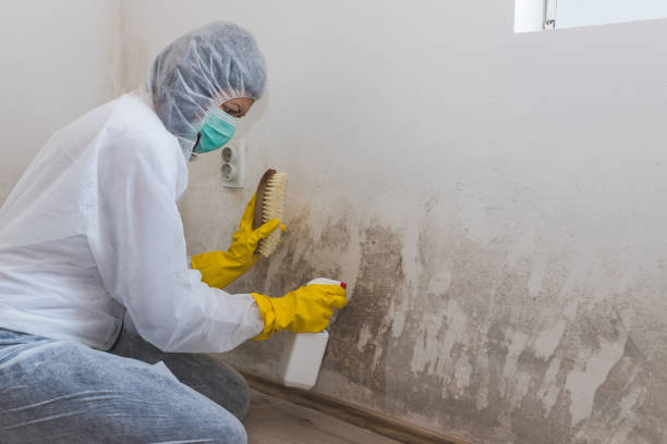 Best Basement Mold Removal  in Potomac, MD